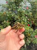 Pancake Tortoise Baby 2026