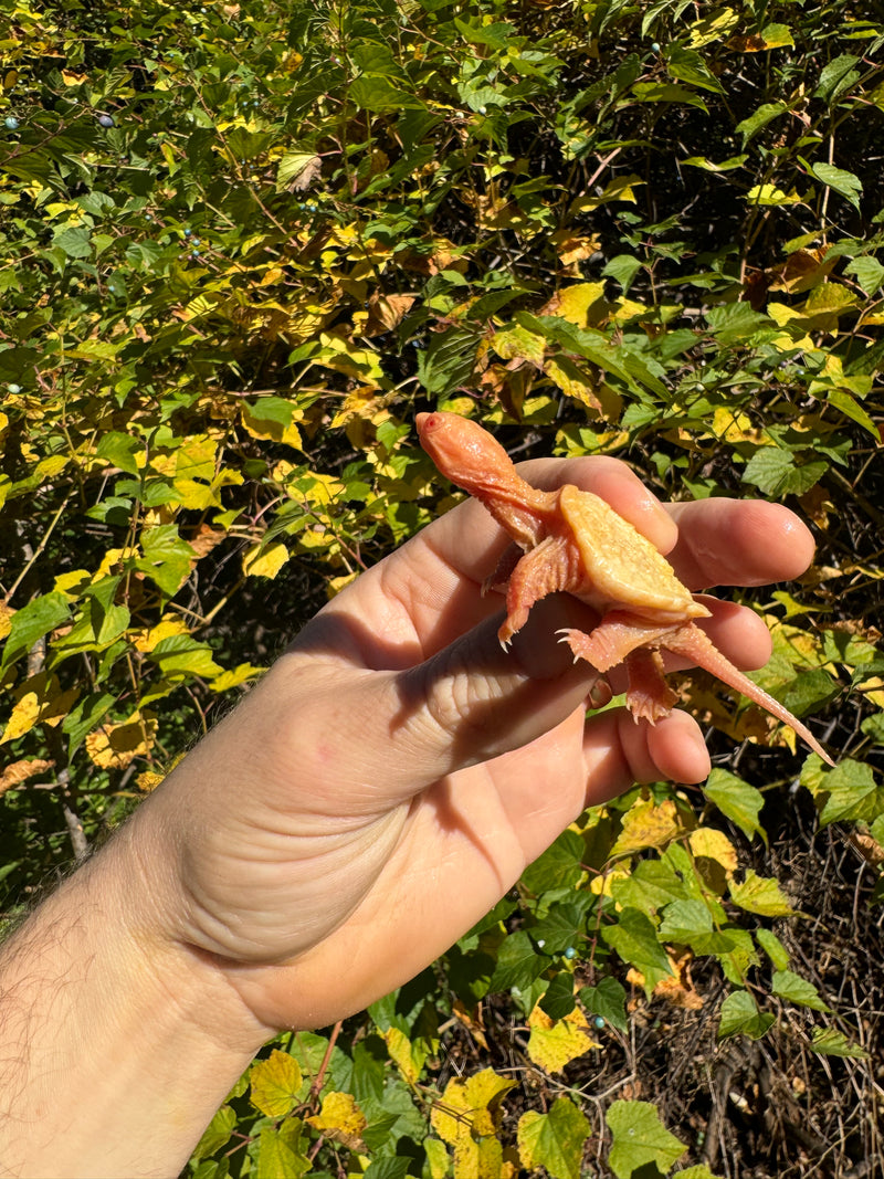 Baby Albino Common Snapping Turtle (Imperfect Shell) (Chelydra serpentina)