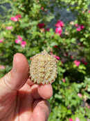 Albino Florida Snapping Turtle 2026