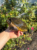 Pacific Giant Musk Turtle Adult Female