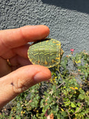 Pastel Clown Red Eared Slider Turtle