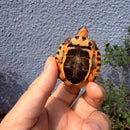 Vietnamese Three-striped Box Turtle