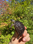 Aldabra Tortoise USA CB 2025