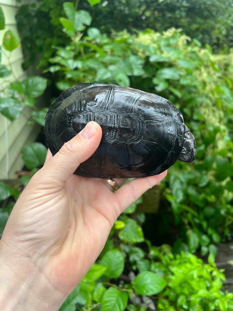 African Mud Turtle Adults (Pelusios castaneus)
