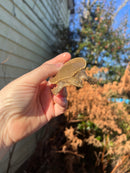 Nile Softshell Baby USA CB