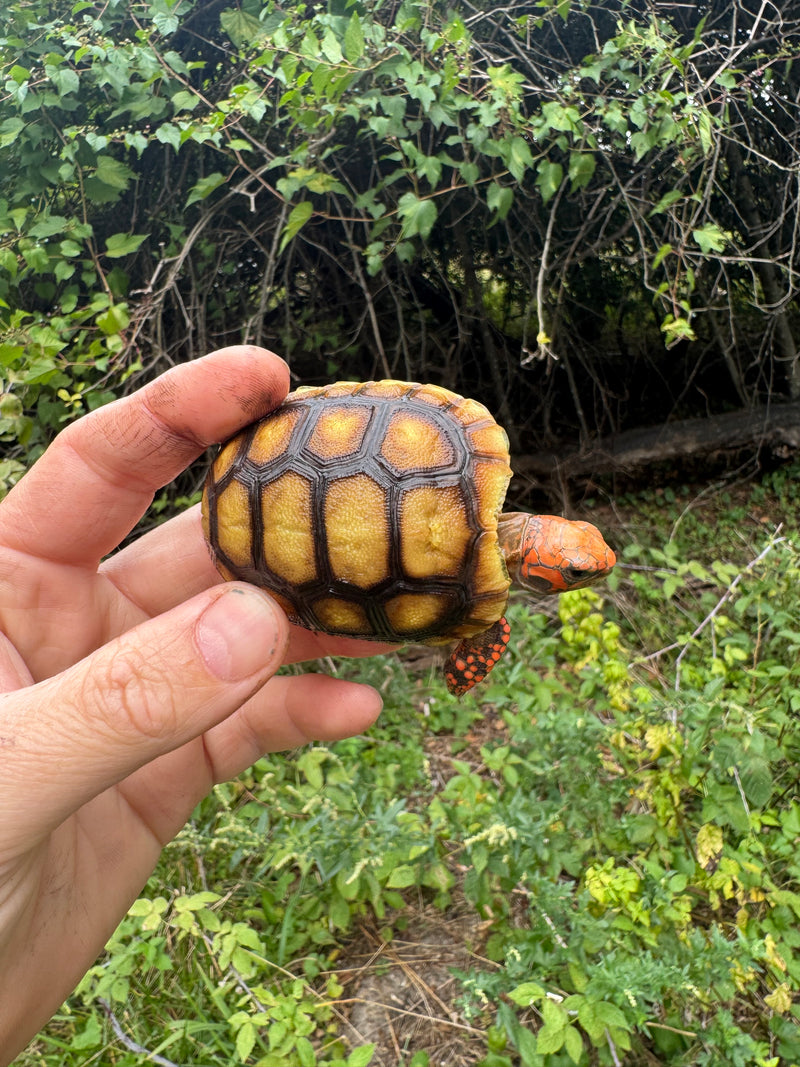 Cherrybomb Red Foot Tortoise Baby 2025
