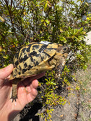 Libyan Greek Tortoise Adult Male
