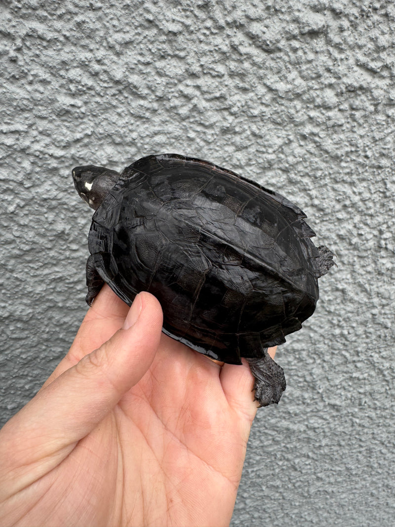 Black Marsh Turtles For Sale