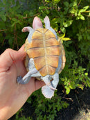 Ornate Diamondback Terrapin Male