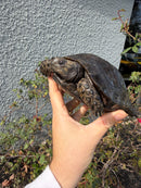 Burmese Black Mountain Tortoise Female