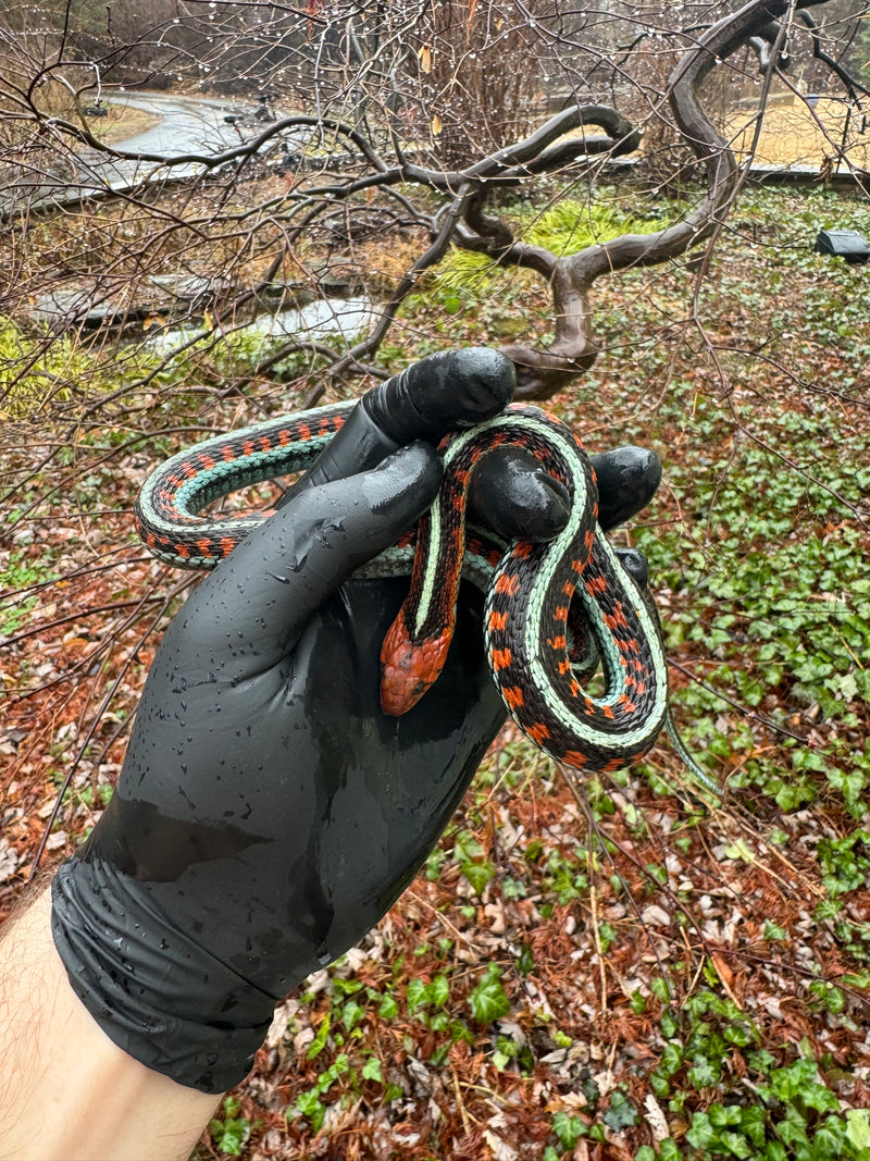 California Red-sided Garter Snake Adult Female