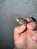 Hi White Concentric Diamondback Terrapin 2024