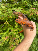 Super Red Niger Uromastyx Adult Pair
