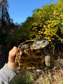 Florida Box Turtle Adult Male