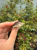 Hypomelanistic Common Snapping Turtle 2026
