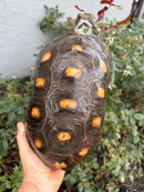 Red Foot Tortoise Adult Male