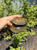 Sicilian Pond Turtle Adult Pair
