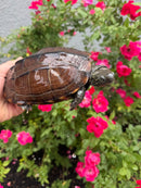 Reeves Turtles Adult Female