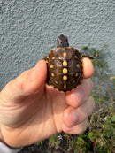 Hi Color Eastern Box Turtle Baby