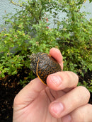 Hi Orange Leopard Softshell