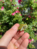 Mitch Clown Red Eared Slider Turtle