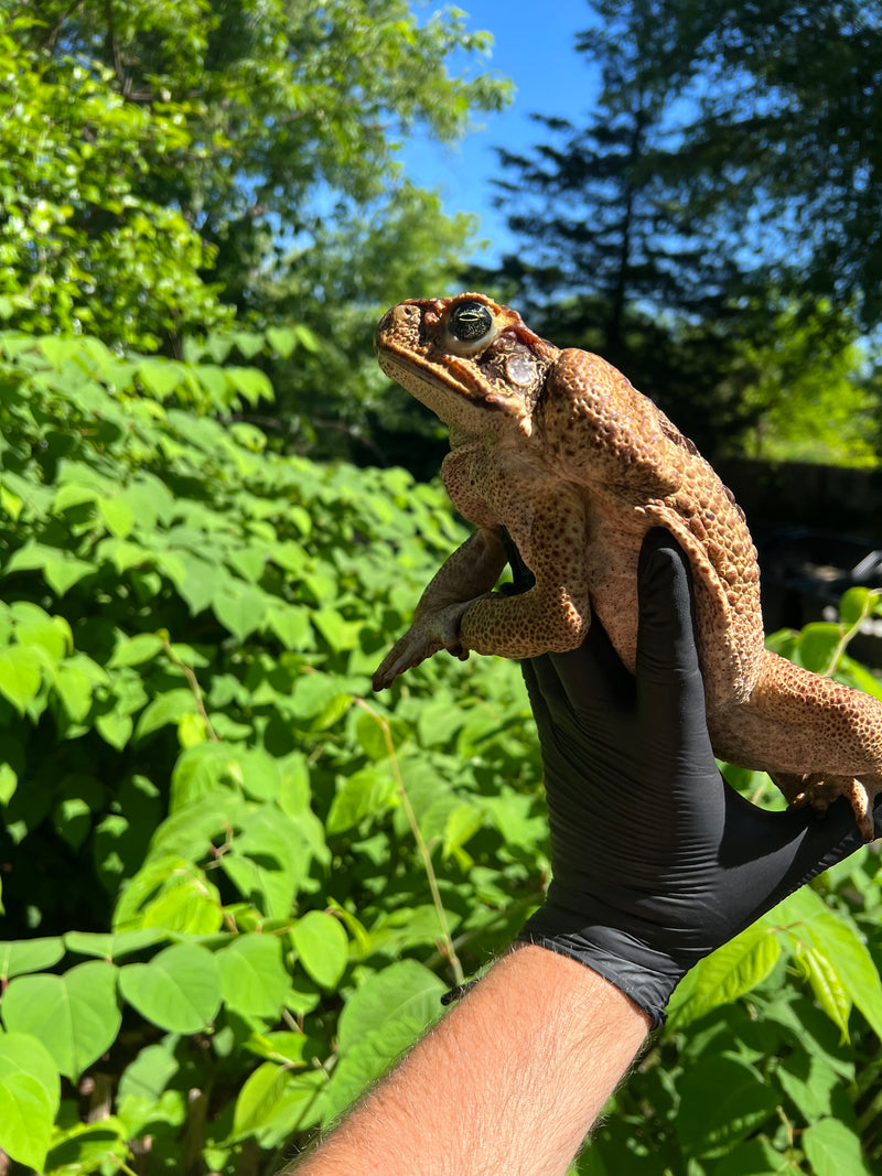 Suriname Giant Marine Toad Female