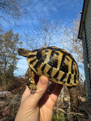 Eastern Hermann's Tortoise Adult Female