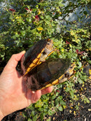 Scorpion Mud Turtle Adult Pair