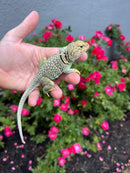 Aquaflame Blue Eastern Collared Lizard Adults (Crotaphytus collaris)