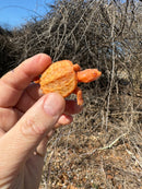 Baby Albino Common Snapping Turtle Male