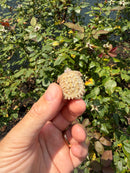 Albino Florida Snapping Turtle 2026