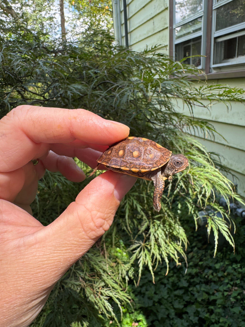 Hi Color Orange Baby Eastern Box Turtle