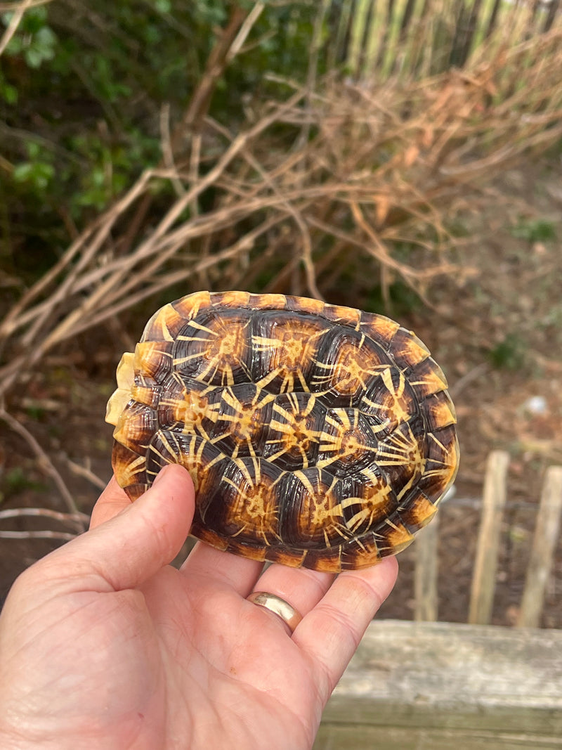 Pancake Tortoise Adult Male #1 (Malacochersus tornieri)
