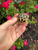 Sri Lankan Star Tortoise 2026