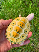 Albino Ornate Diamondback Terrapin Female