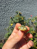 Pastel Clown Red Eared Slider Turtle