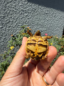Sri Lankan Star Tortoise