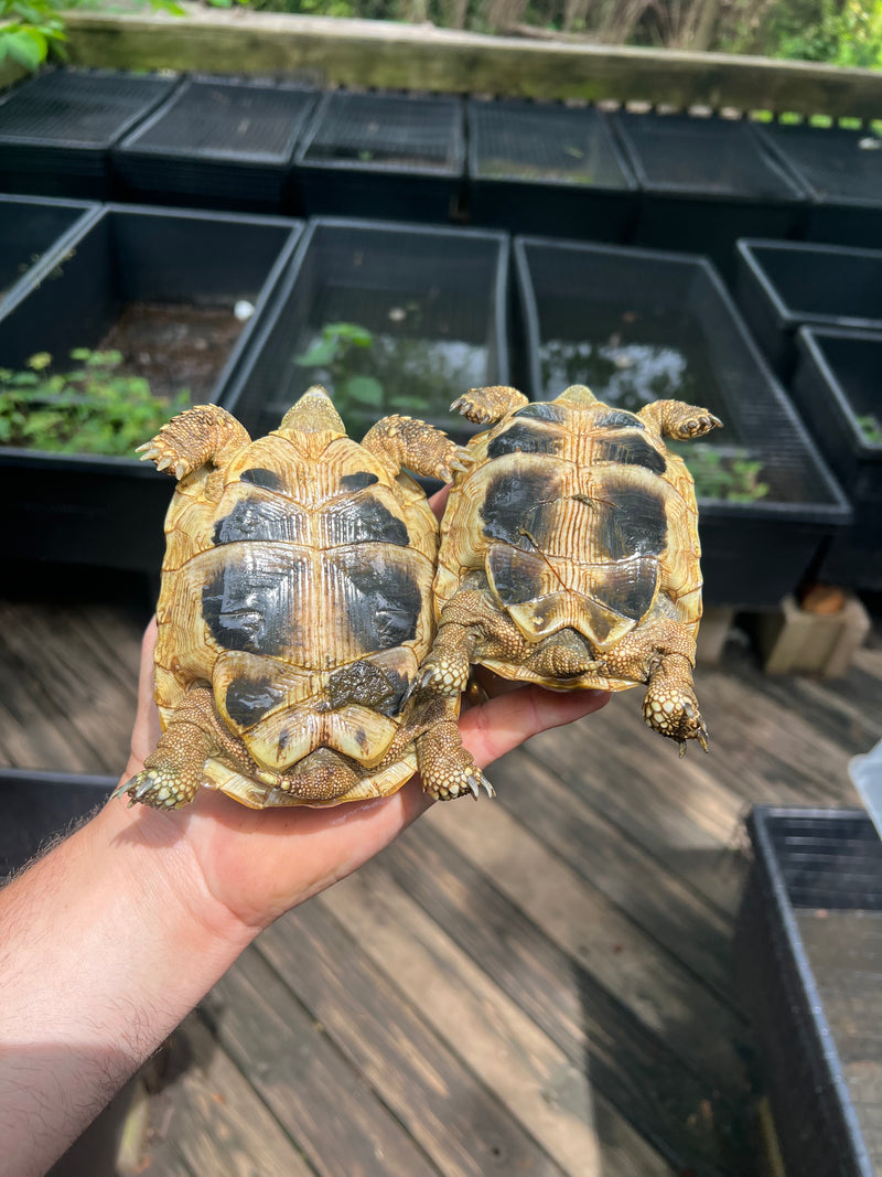 Eastern Hermann's Tortoise Pair