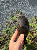 Franco-Italian Pond Turtle Adult Male