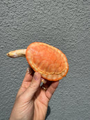 Albino Pink Bellied Sideneck Turtle Young Adult Female