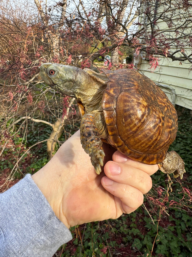 Desert Box Turtle Adult Male CB