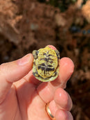 HI YELLOW Florida Box Turtle Baby