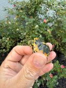 Golden Flame Florida Red Bellied Turtle 2026