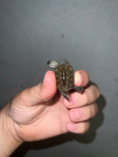 Concentric Diamondback Terrapin 2023 (Malaclemys terrapin)
