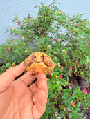 Hypomelanistic Cherryhead Red Foot Tortoise Baby 2026