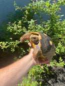 Red Foot Tortoise Adult Female