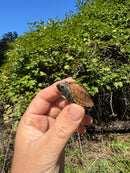 Keeled Box Turtle Baby 2025