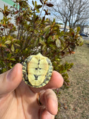 Pastel Picasso Red-Eared SliderTurtle