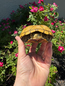 Yellow Mud Turtle Adult Female