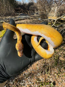 Pastel Pinstripe Low White Pied Ball Python Female